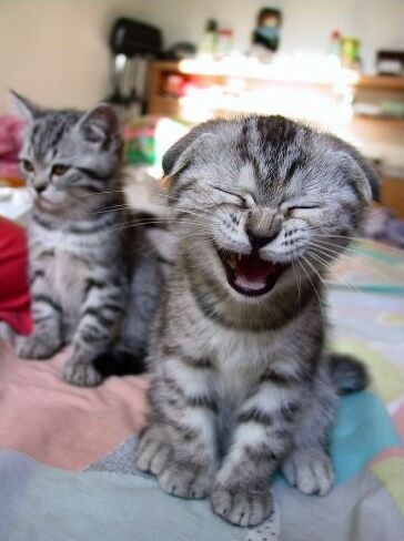Chat alors...